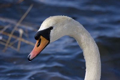 Mute Swan, Gloucester, Massachusetts.