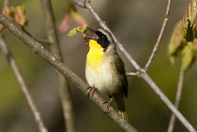 Common Yellowthroat (male) (Geothlypis trichas) Singing, Pawtuckaway State Park, Nottingham, New Hampshire.