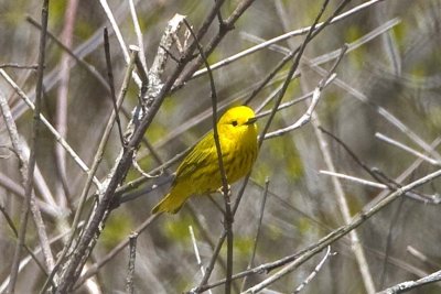Yellow Warbler (male) (Dendroica petechia), Reservation Road, Deerfield, New Hampshire.