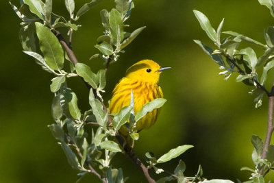 Yellow Warbler (Dendroica petechia), Brentwood Mitigation Area, Brentwood, New Hampshire.