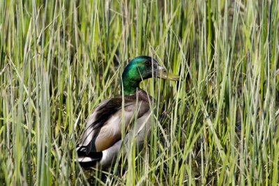 In the Weeds, Mallard (Anas platyrhynchos), Powder House Pond, Exeter, New Hampshire.