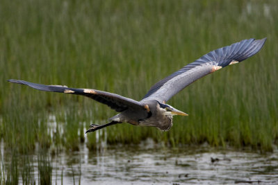 Great Blue Heron (Ardea herodias) Flying, Squamscot River, Exeter, New Hampshire.