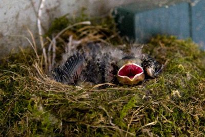 Eastern Phoebe (Sayornis phoebe) Chicks on Nest, East Kingston, New Hampshire.