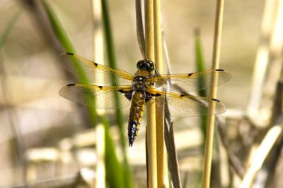 Four-spotted Skimmer (Libellula quadrimaculata) (female), Brentwood Mitigation Area, Brentwood, NH.