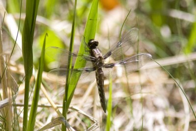 Unidentified Species, Brentwood Mitigation Area, Brentwood, NH.