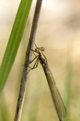 Unidentified species, Brentwood Mitigation Area, Brentwood, NH.