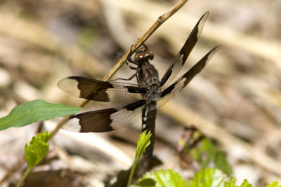 Common Whitetail (Plathemis lydia) (immature male), Brentwood Mitigation Area, Brentwood, NH.