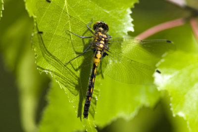 Unidentified Species, Brentwood Mitigation Area, Brentwood, NH.