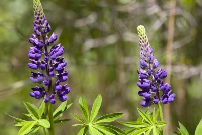 Wild Lupine (Lupinus perennis), Brentwood Mitigation Area, Brentwood, NH.