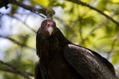 Turkey Vulture (Cathartes aura), Exeter River, Brentwood, New Hampshire.