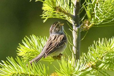 Clay-colored Sparrow (Spizella pallida ), Warren Farm, Barrington, NH.