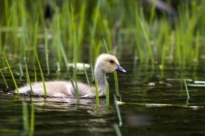 Canada Goose Gosling (Branta canadensis), Bellamy Reservoir, Madbury, NH.