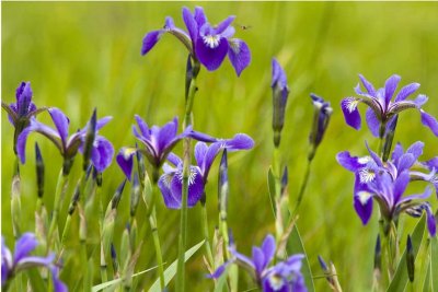 Wild Iris (Iris versicolor), Bellamy Reservoir, Madbury, NH.