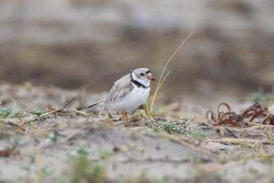 Piping Plover (Charadrius melodus), Sandy Point State Reservation, Ipswich. MA.