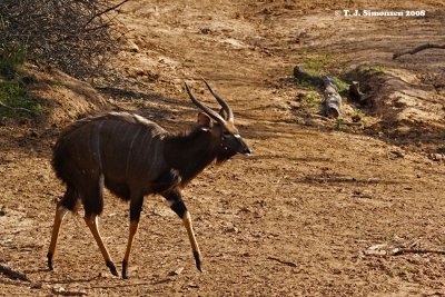 Nyala (Tragelaphus angasii)