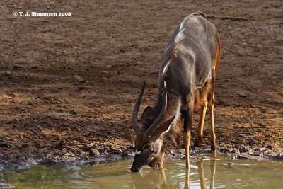 Nyala (Tragelaphus angasii)