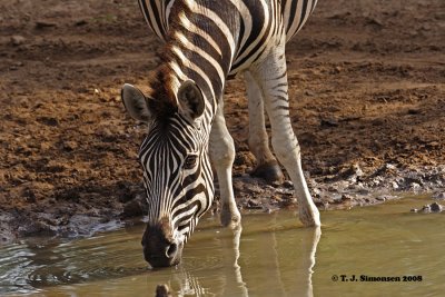 Burchell's Zebra (Equus quagga burchelli)