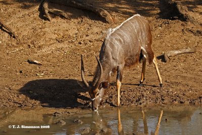 Nyala (Tragelaphus angasii)