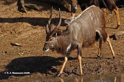 Nyala (Tragelaphus angasii)