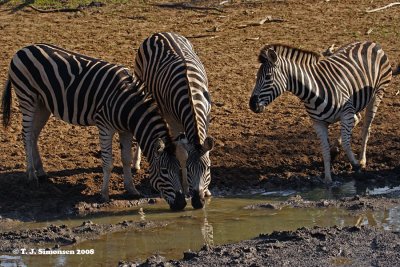 Burchell's Zebra (Equus quagga burchelli)