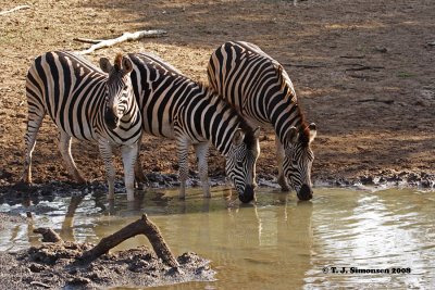 Burchell's Zebra (Equus quagga burchelli)