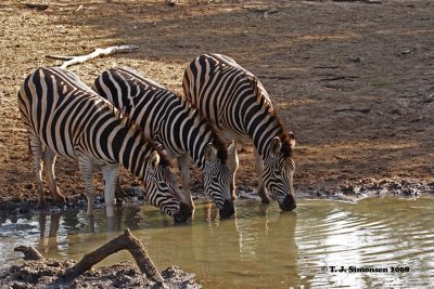 Burchell's Zebra (Equus quagga burchelli)