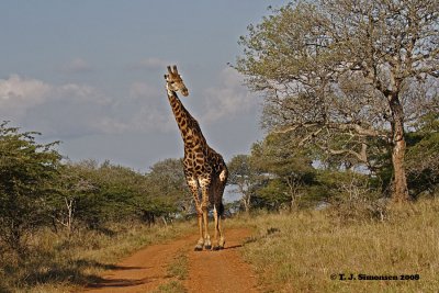 Giraffe (Giraffa camelopardalis)
