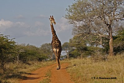 Giraffe (Giraffa camelopardalis)