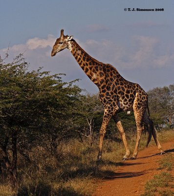 Giraffe (Giraffa camelopardalis)