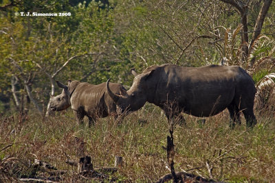 White Rhinoceros (Ceratotherium simum)