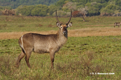 Waterbuck (Kobus ellipsiprymnus)