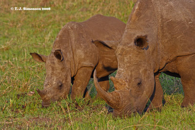 Odd-toed Hoofed Mammals