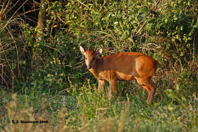 Red Duiker (Cephalophus natalensis)