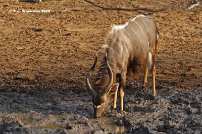 Nyala (Tragelaphus angasii)