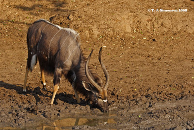 Nyala (Tragelaphus angasii)