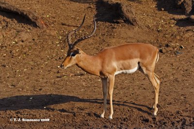 Impala (Aepyceros melampus)