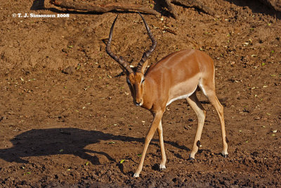 Impala (Aepyceros melampus)