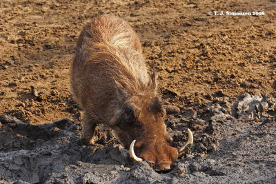 Warthog (Phacochoerus africanus)