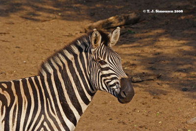 Burchell's Zebra (Equus quagga burchelli)