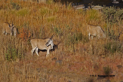 Giant Eland (Taurotragus derbianus)