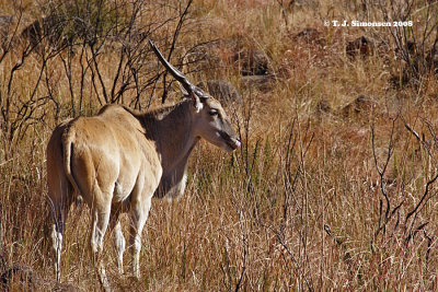 Giant Eland (Taurotragus derbianus)