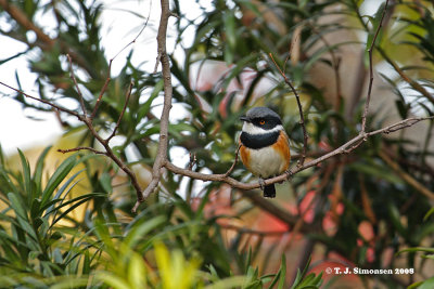 Cape Batis (Batis capensis)