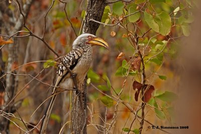 Southern Yellow-billed Hornbill (Tockus leucomelas)