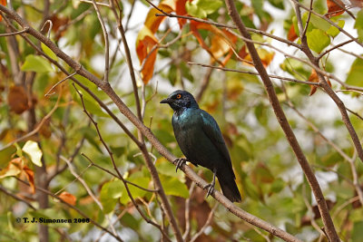 Cape Glossy Starling (Lamprotornis nitens)