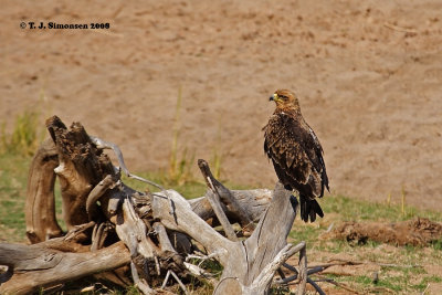 Tawny Eagle (Aquila rapax)