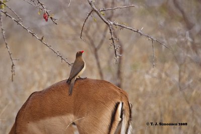 Red-billed Oxpecker (Buphagus erythrorhynchus)