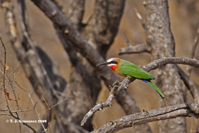 White-Fronted Bee-eater (Merops bullockoides)