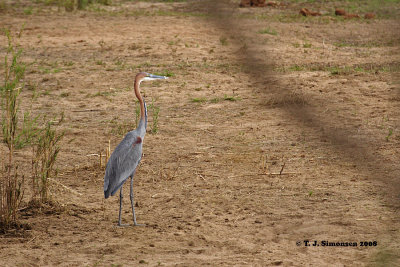 Goliath Heron (Ardea goliath)