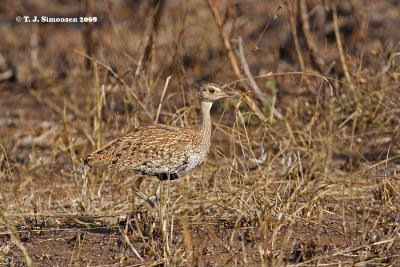 Red-crested Korhaan (Eupodotis ruficrista)