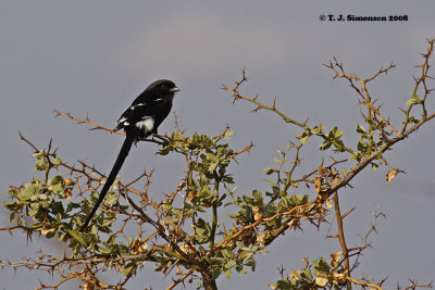 Magpie Shrike (Urolestes melanoleucus)